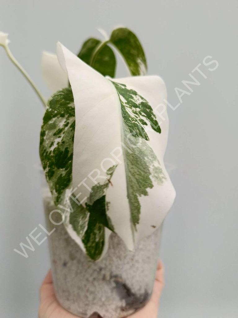 Monstera deliciosa variegata albo extra white