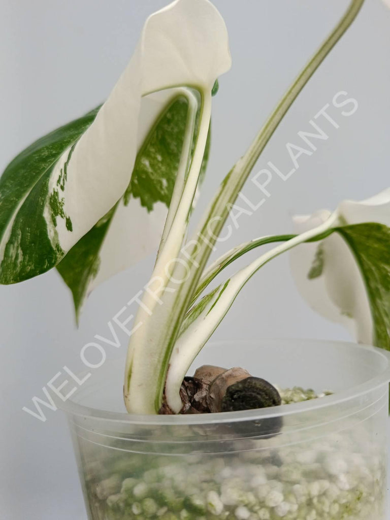 Monstera deliciosa variegata albo extra white