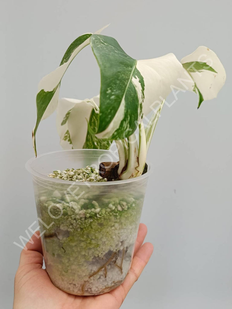 Monstera deliciosa variegata albo extra white