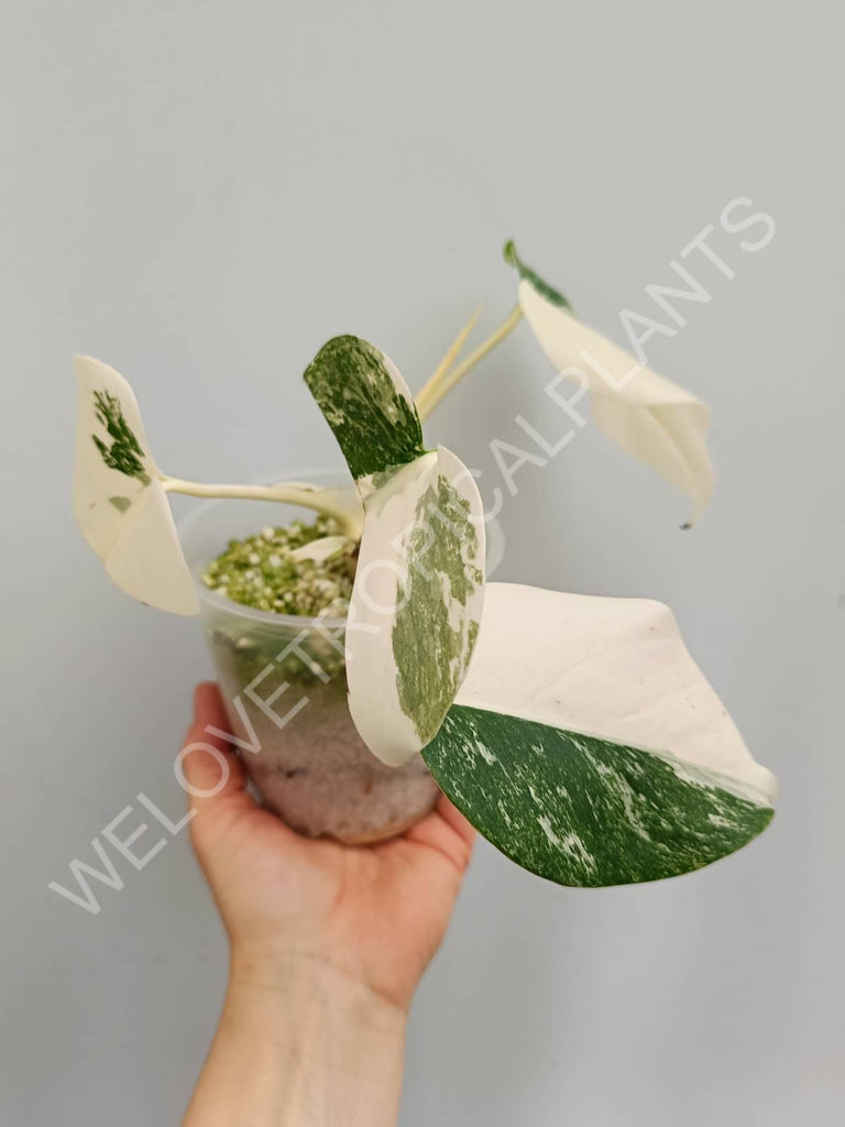 Monstera deliciosa variegata albo extra white