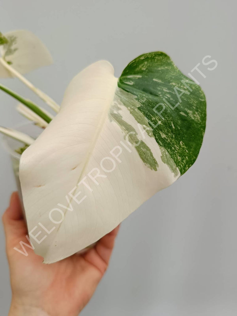 Monstera deliciosa variegata albo extra white