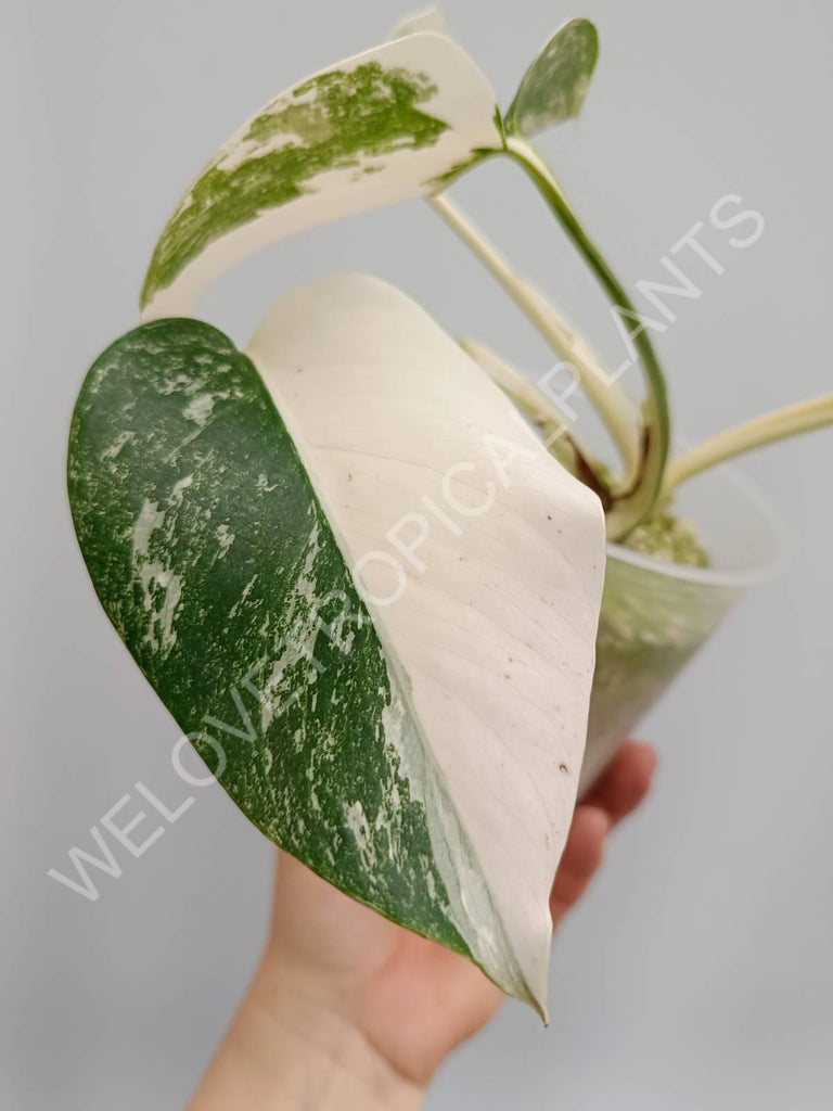 Monstera deliciosa variegata albo extra white