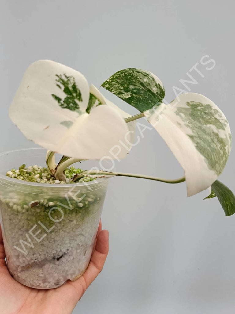 Monstera deliciosa variegata albo extra white