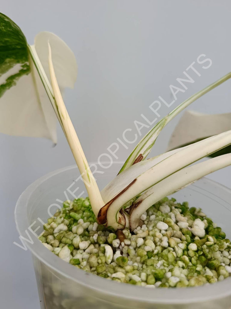 Monstera deliciosa variegata albo extra white