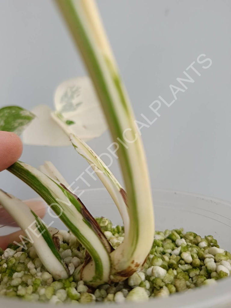 Monstera deliciosa variegata albo extra white