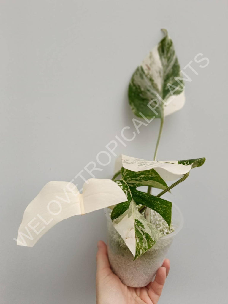 Monstera deliciosa variegata albo extra white