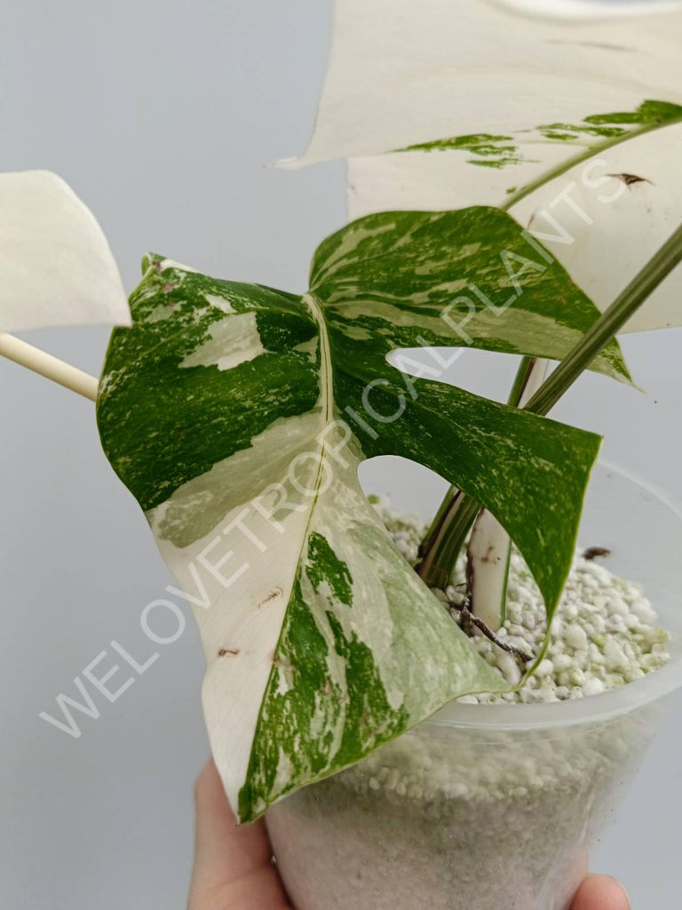 Monstera deliciosa variegata albo extra white