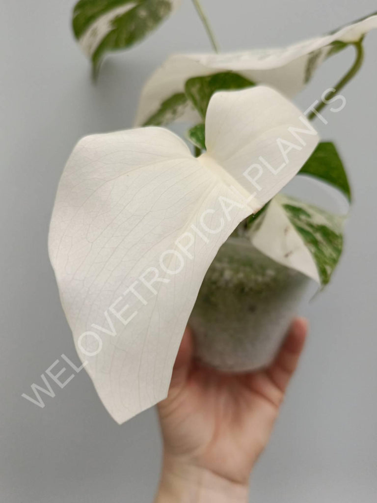 Monstera deliciosa variegata albo extra white