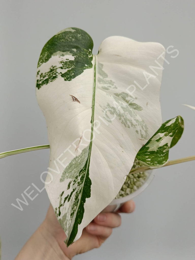 Monstera deliciosa variegata albo extra white