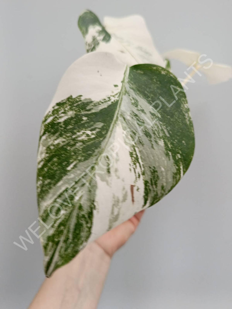 Monstera deliciosa variegata albo extra white