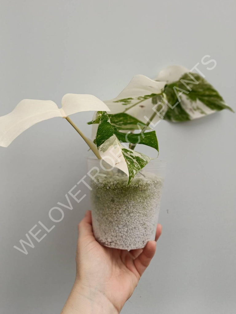 Monstera deliciosa variegata albo extra white