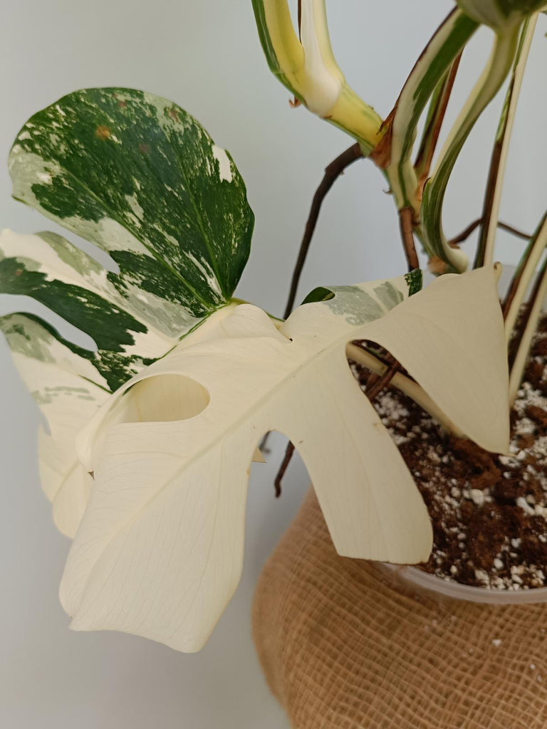 Monstera deliciosa variegata albo extra variegation