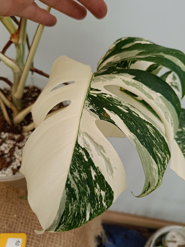 Monstera deliciosa variegata albo extra variegation