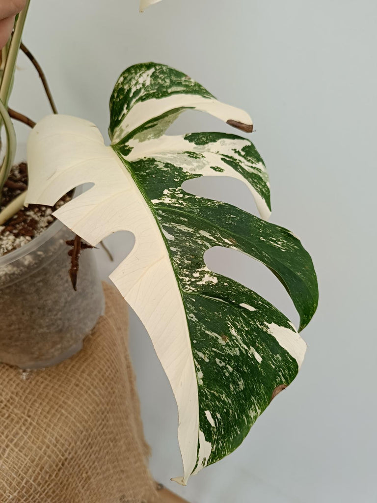 Monstera deliciosa variegata albo extra variegation