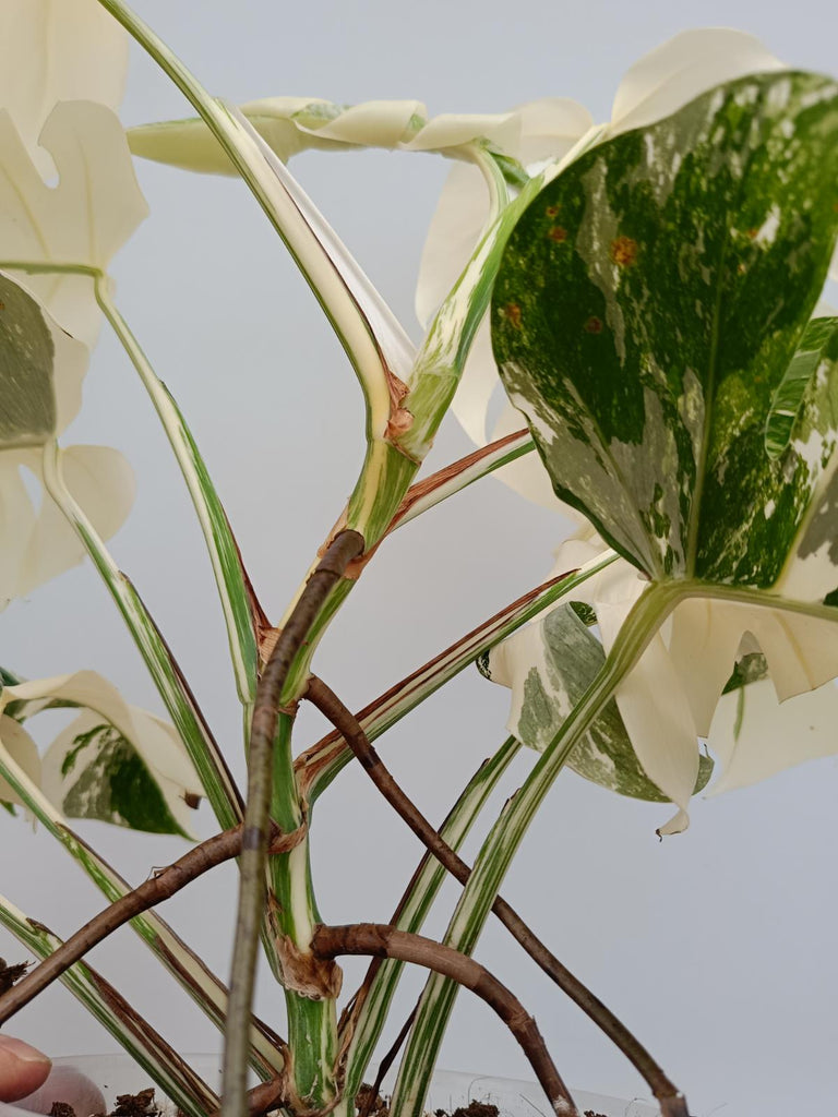 Monstera deliciosa variegata albo extra variegation