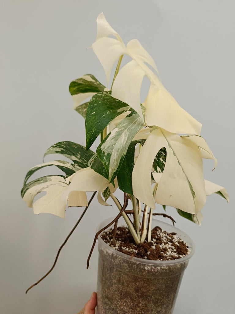 Monstera deliciosa variegata albo extra variegation