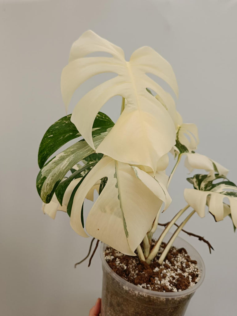 Monstera deliciosa variegata albo extra variegation