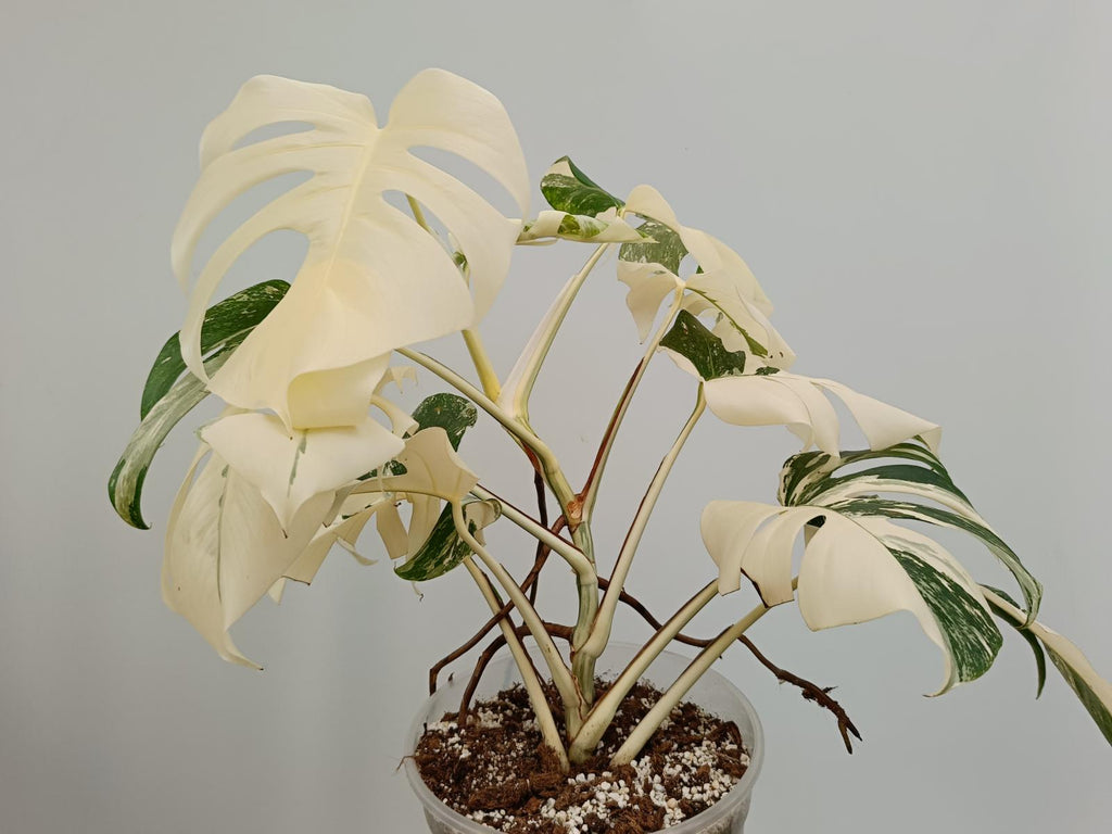 Monstera deliciosa variegata albo extra variegation