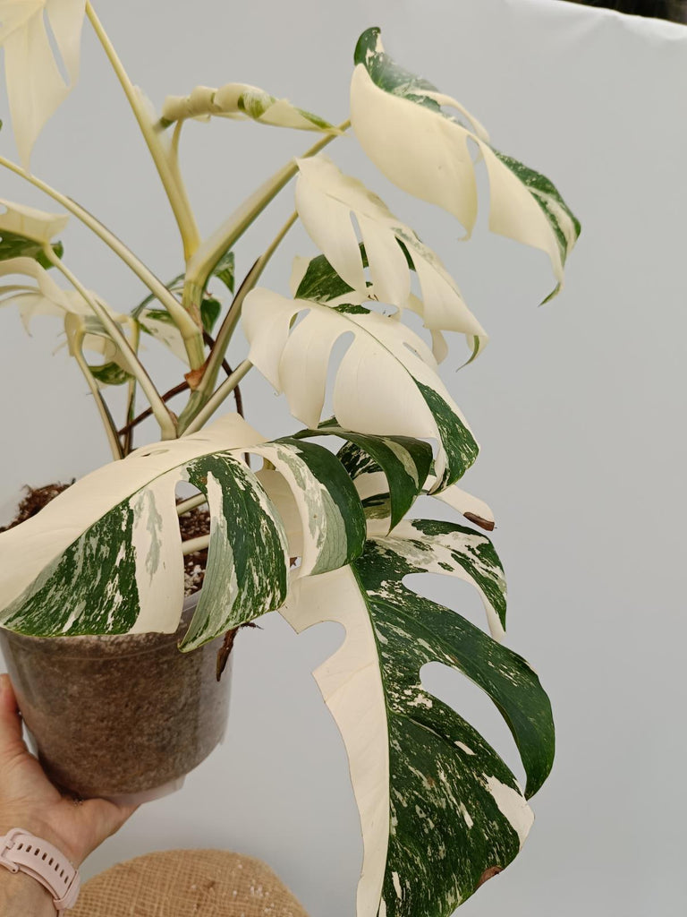 Monstera deliciosa variegata albo extra variegation