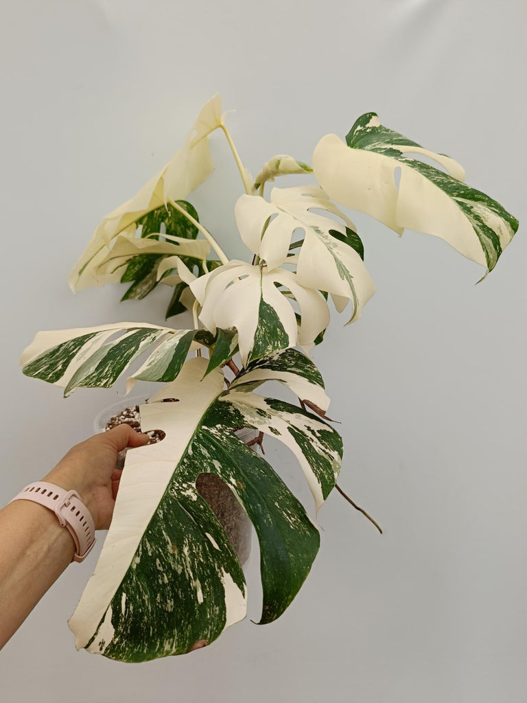 Monstera deliciosa variegata albo extra variegation