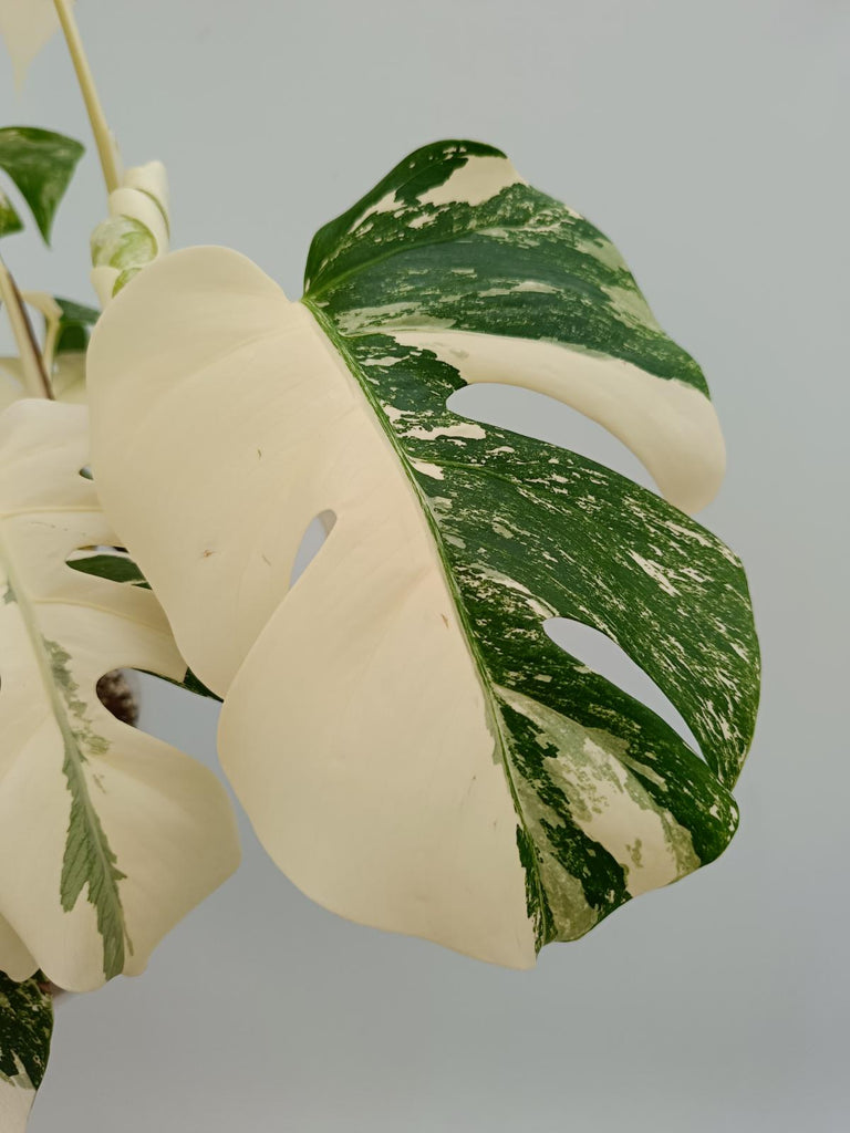 Monstera deliciosa variegata albo extra variegation