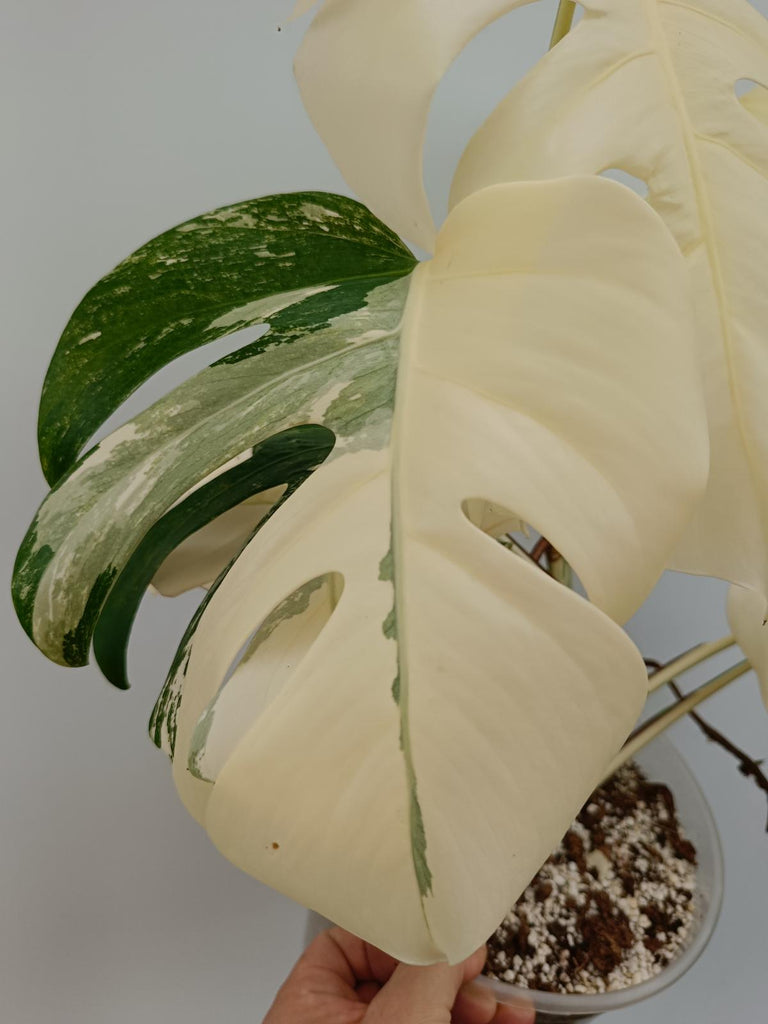 Monstera deliciosa variegata albo extra variegation