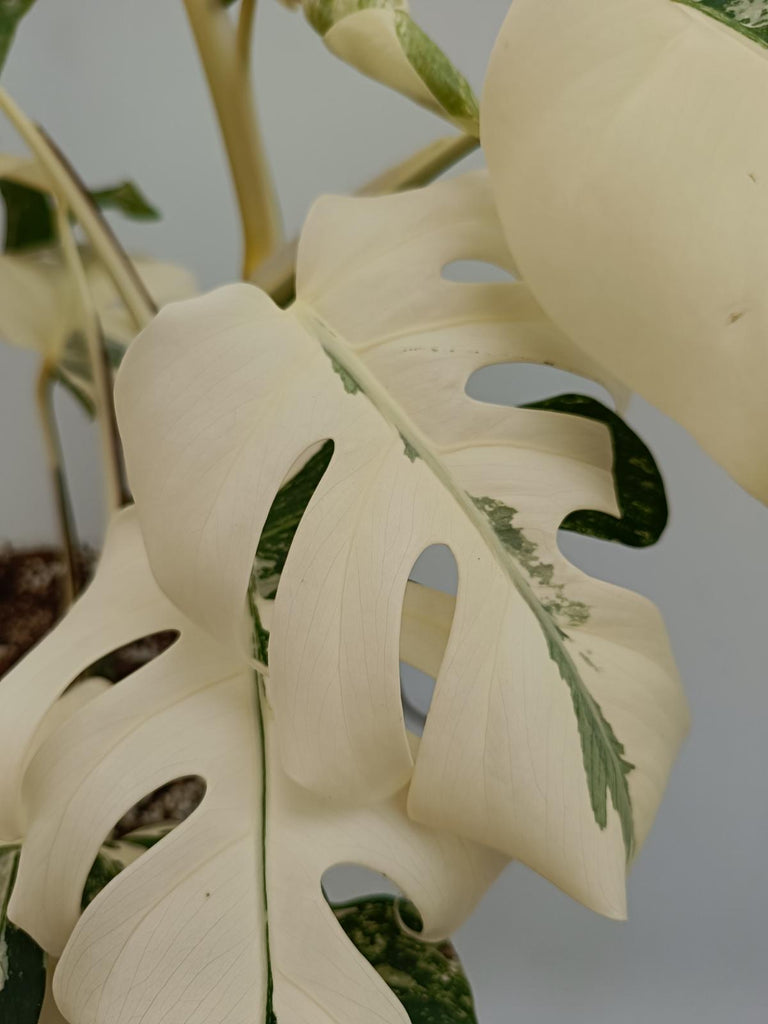 Monstera deliciosa variegata albo extra variegation