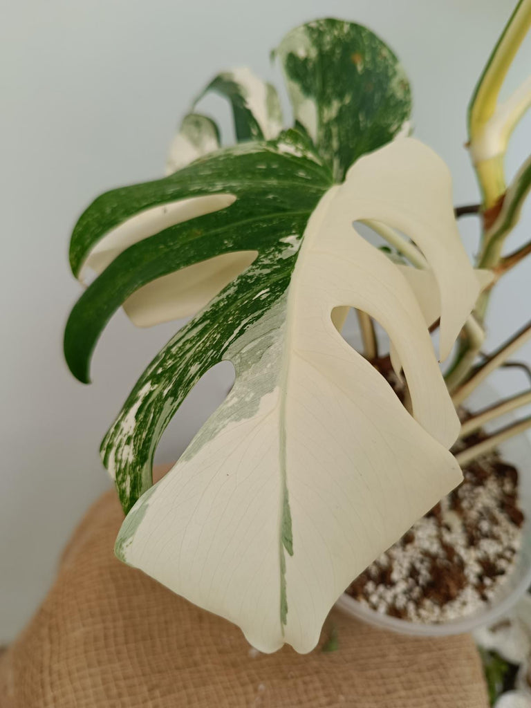 Monstera deliciosa variegata albo extra variegation