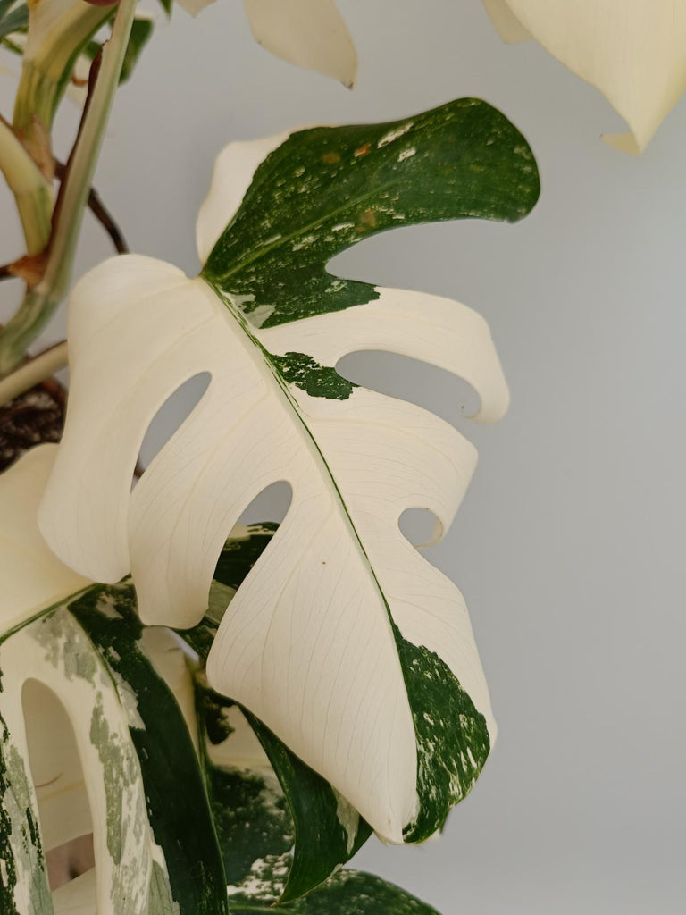 Monstera deliciosa variegata albo extra variegation