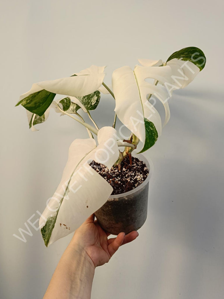 Monstera deliciosa variegata albo extra white