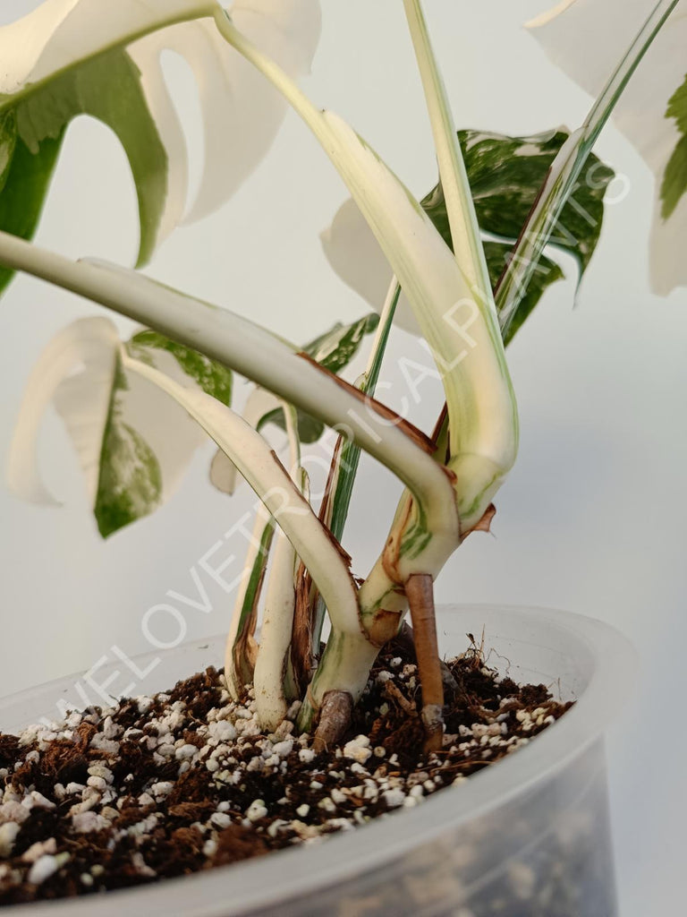 Monstera deliciosa variegata albo extra white