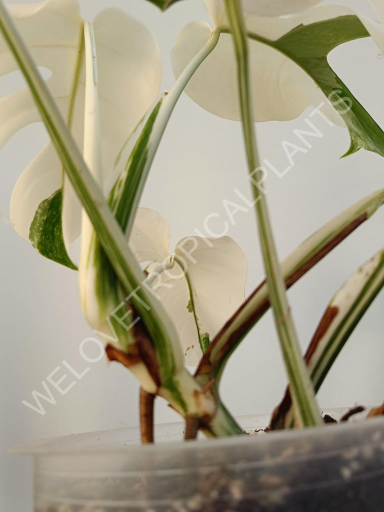 Monstera deliciosa variegata albo extra white