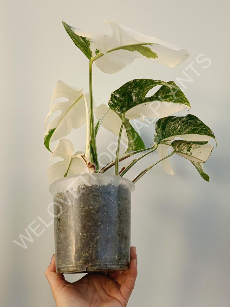 Monstera deliciosa variegata albo extra white