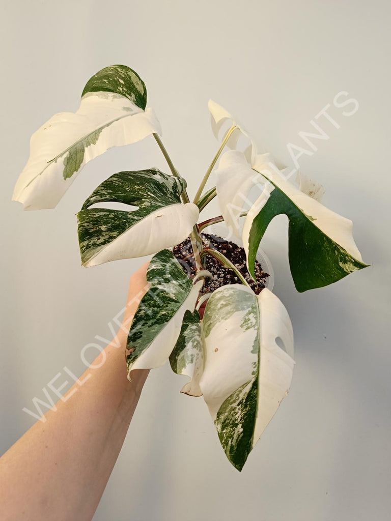 Monstera deliciosa variegata albo extra white