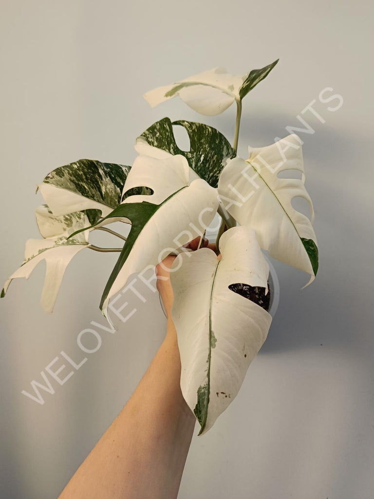 Monstera deliciosa variegata albo extra white