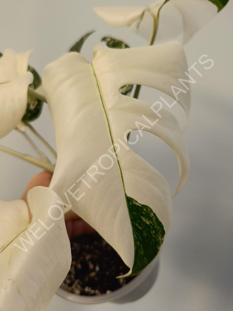 Monstera deliciosa variegata albo extra white