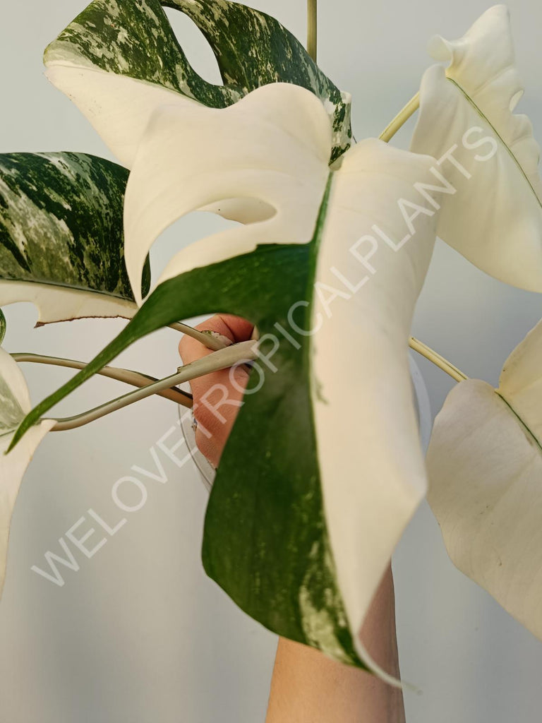 Monstera deliciosa variegata albo extra white