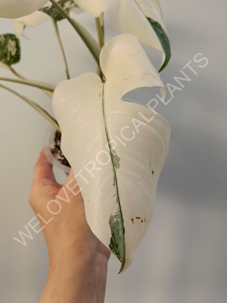 Monstera deliciosa variegata albo extra white