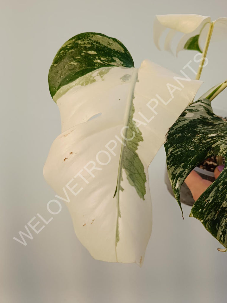 Monstera deliciosa variegata albo extra white