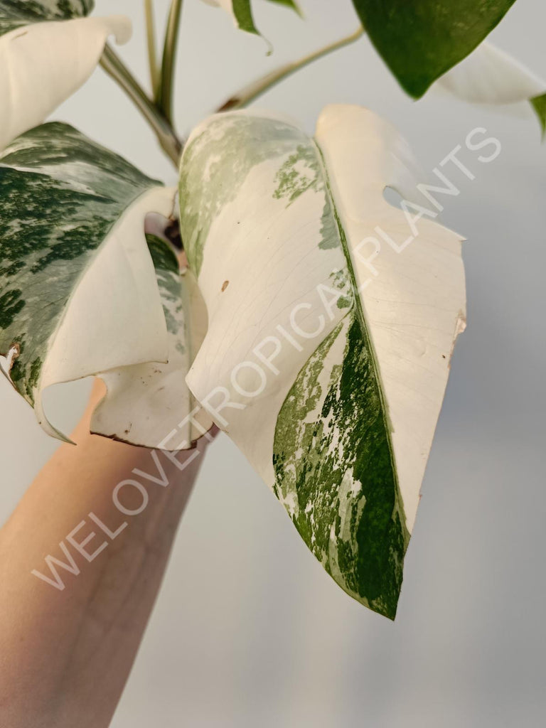 Monstera deliciosa variegata albo extra white