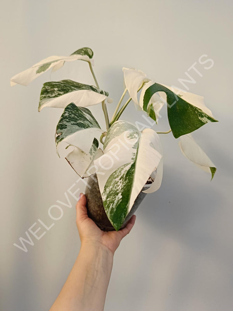 Monstera deliciosa variegata albo extra white