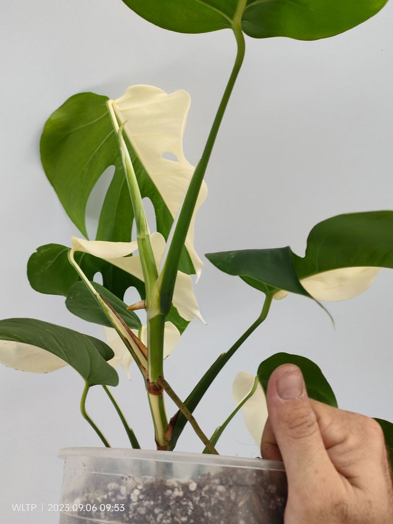 Monstera deliciosa variegata albo halfmoon