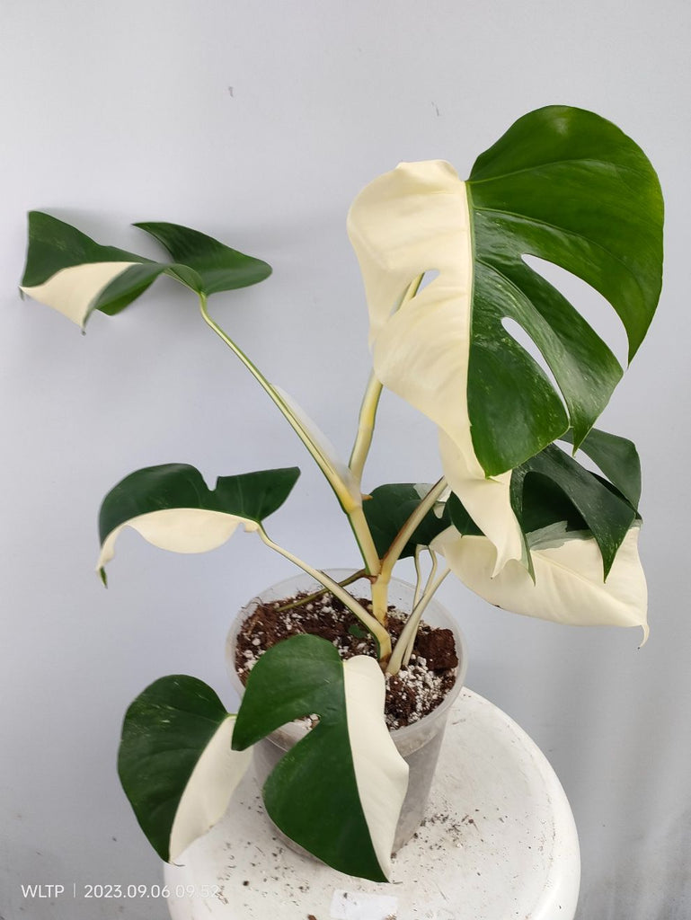 Monstera deliciosa variegata albo halfmoon