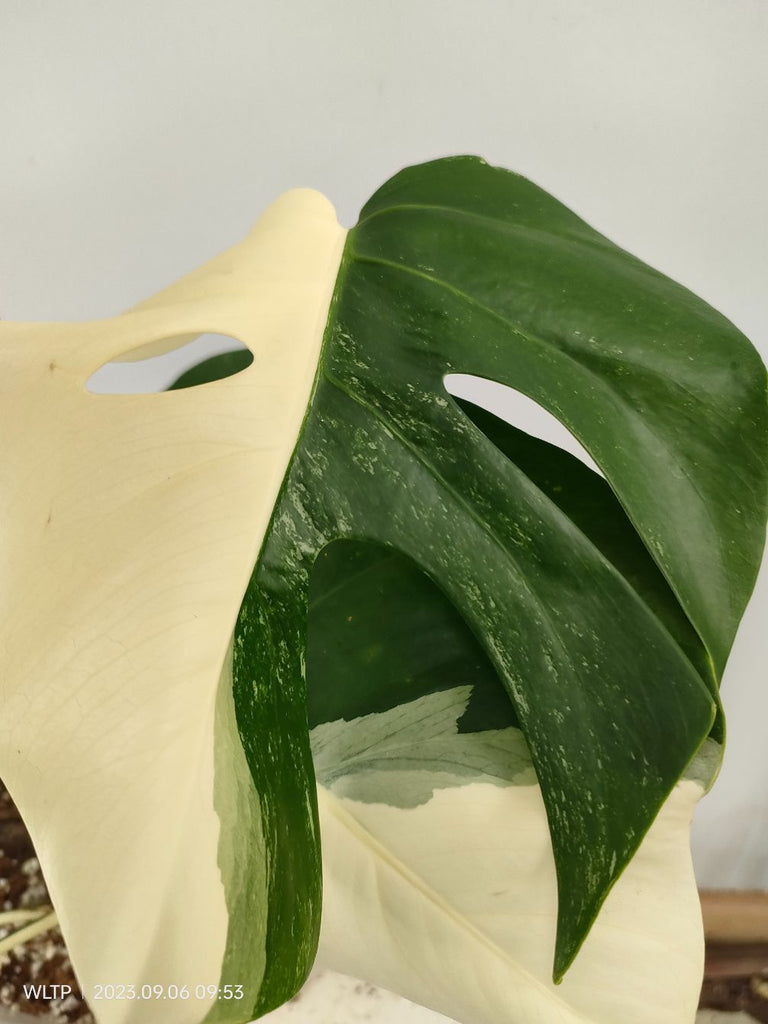 Monstera deliciosa variegata albo halfmoon