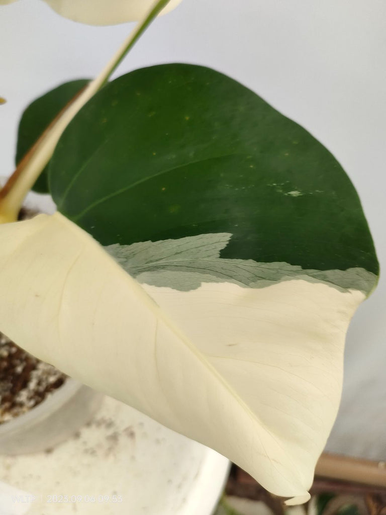 Monstera deliciosa variegata albo halfmoon