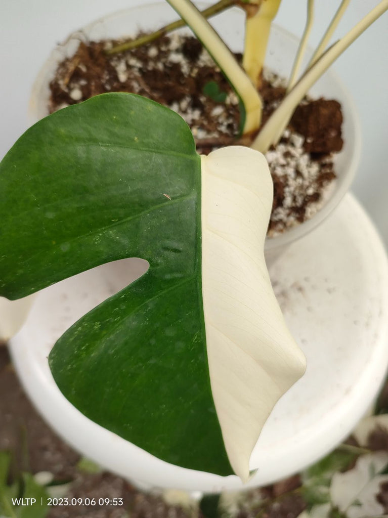 Monstera deliciosa variegata albo halfmoon