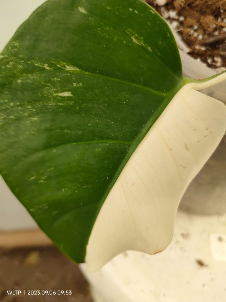 Monstera deliciosa variegata albo halfmoon