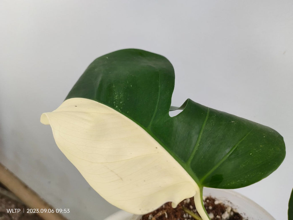 Monstera deliciosa variegata albo halfmoon