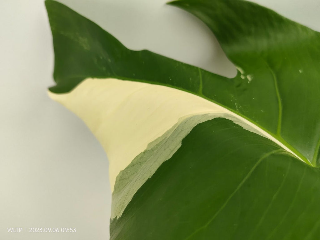 Monstera deliciosa variegata albo halfmoon