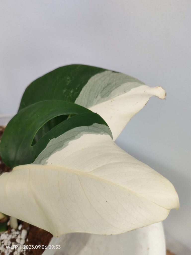 Monstera deliciosa variegata albo halfmoon